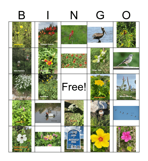 Surfside Nature Bingo Card