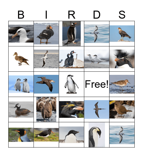 South Pole Bird Bingo Card