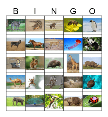 ANIMAL BINGO  Bingo Card