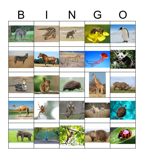 ANIMAL BINGO  Bingo Card