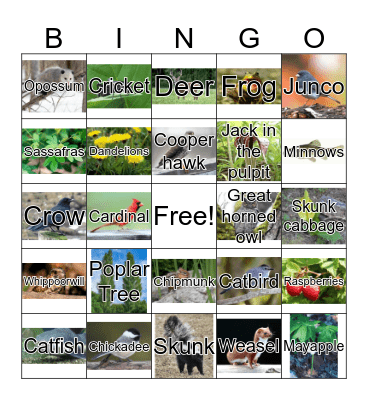 My Side of the Mountain Wildlife and Plants Bingo Card