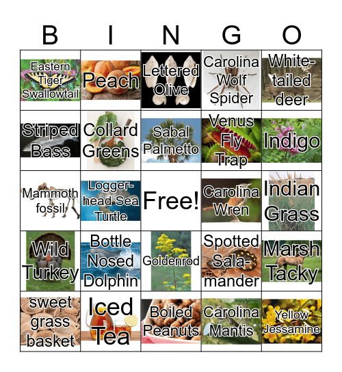 SC State Symbols Bingo Card