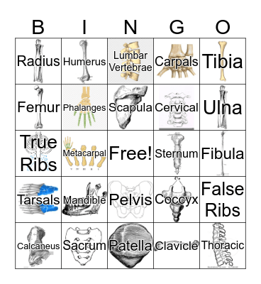 Skeletal System Bingo Card