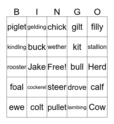 Animal Terminology  Bingo Card