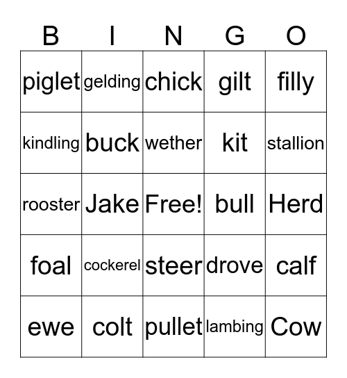 Animal Terminology  Bingo Card