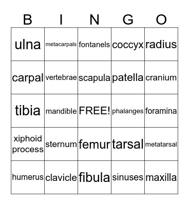 Skeletal System Bingo Card