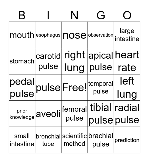 Human Anatomy Jr. Bingo Card