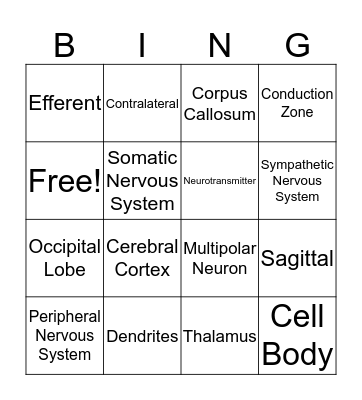 Neuroanatomy Bingo Card