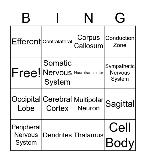 Neuroanatomy Bingo Card