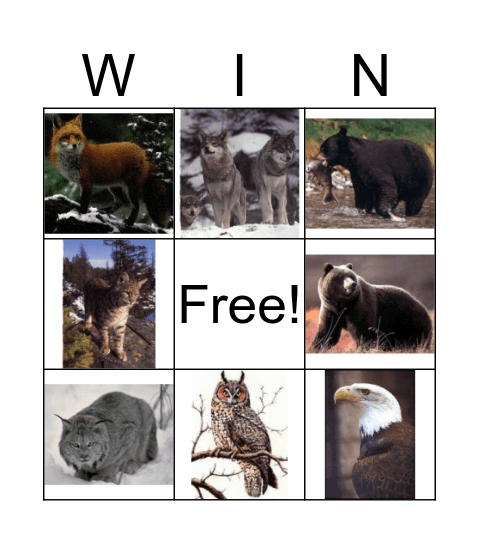 taiga biome animals Bingo Card