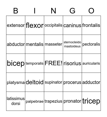Muscular System Bingo Card