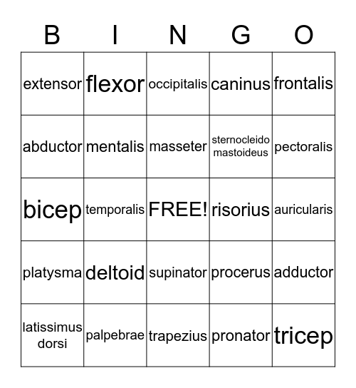 Muscular System Bingo Card