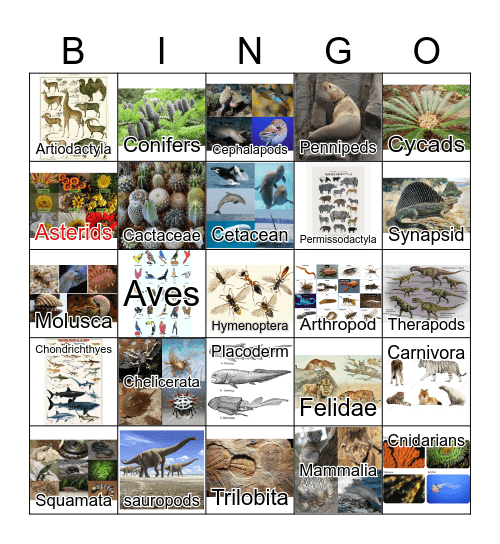 Taxonomy Bingo Card