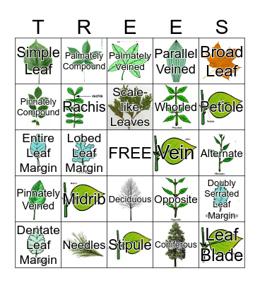 Tree Vocabulary Bingo Card