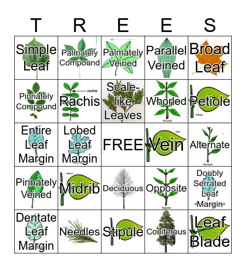Tree Vocabulary Bingo Card