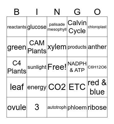 Photosynthesis Bingo Card