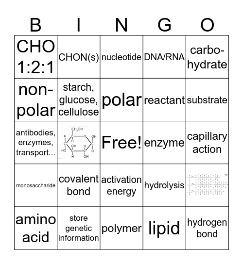 Biomolecules and Chemistry of Life Bingo Card
