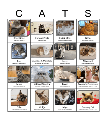 Cat Bingo! Bingo Card