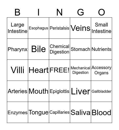 Digestive and Circulatory System Bingo Card