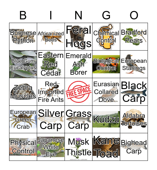 Invasive Bingo Card