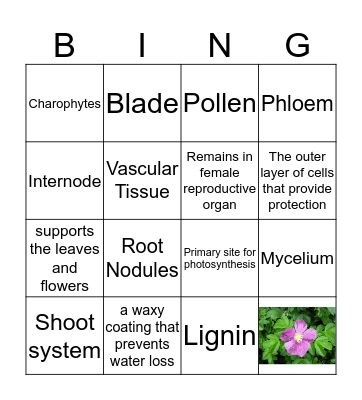 Fungi and the basics of plants Bingo Card