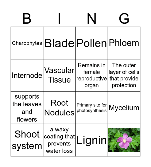 Fungi and the basics of plants Bingo Card