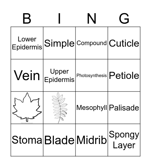 LEAVES Bingo Card