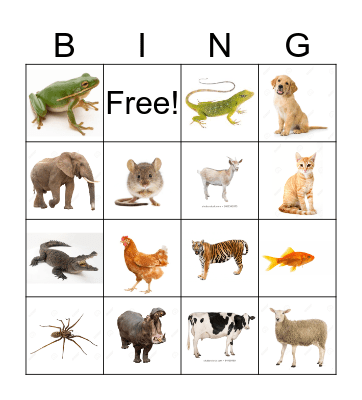 Animal Bingo! Bingo Card