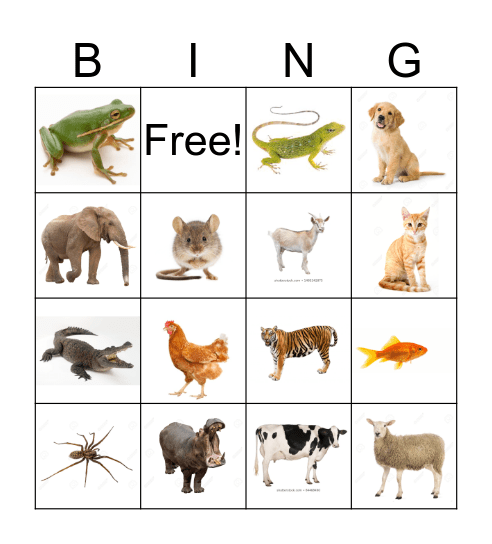 Animal Bingo! Bingo Card