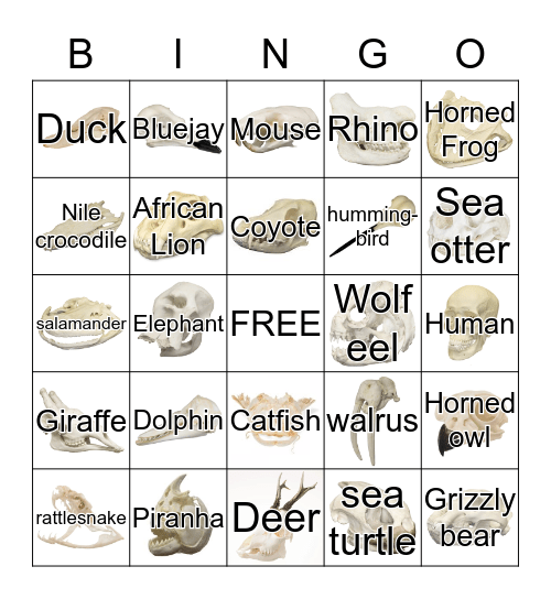 Skull Diversity Bingo Card