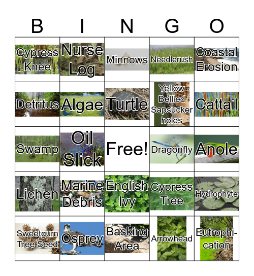 Wetland BINGO! Bingo Card
