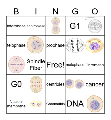 Mitosis Bingo Card