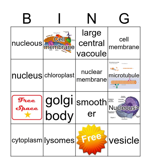 organelles Bingo Card