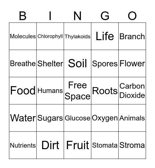 Plants and Photosynthesis Bingo Card