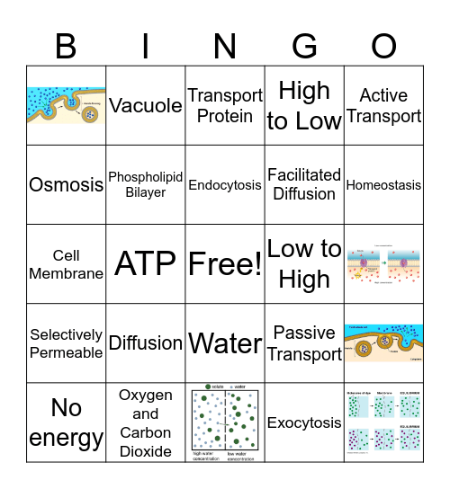 Cell Transport Review Bingo Card