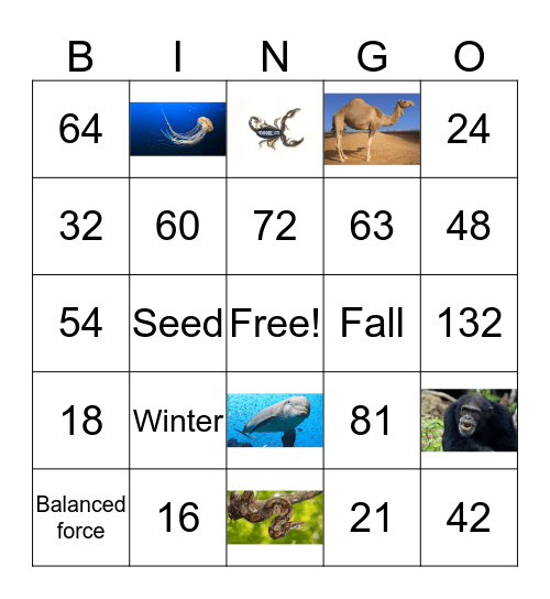 Review Bingo Card