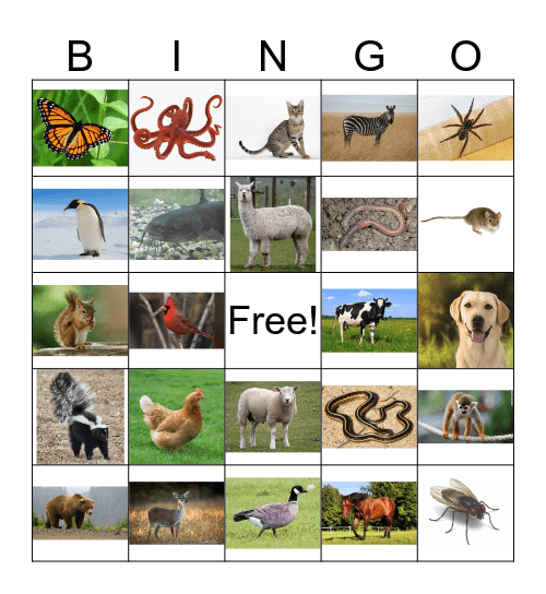 Animal Bingo Card