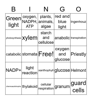 Honors- Photosynthesis Bingo Card