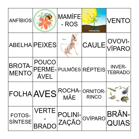 REVISÃO ANUAL DE CONTEÚDOS Bingo Card
