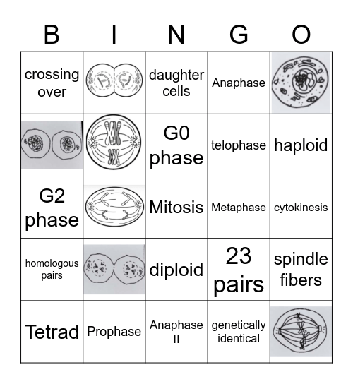 Mitosis/ Meiosis Bingo Card