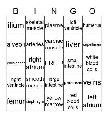 Circulatory, Respiratory, Muscular, Digestive, & Skeletal Bingo Card