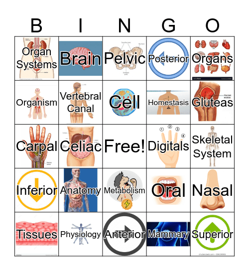 Chapter 1:Intro To Human A&P Bingo Card