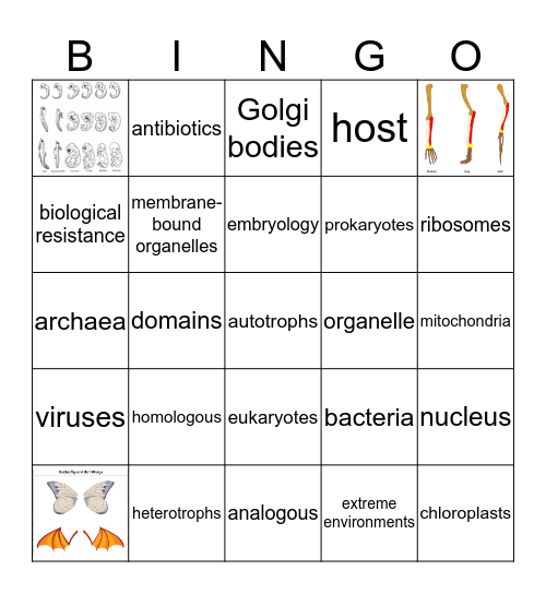 EOC Review Bingo - Organization - Part 1 Bingo Card