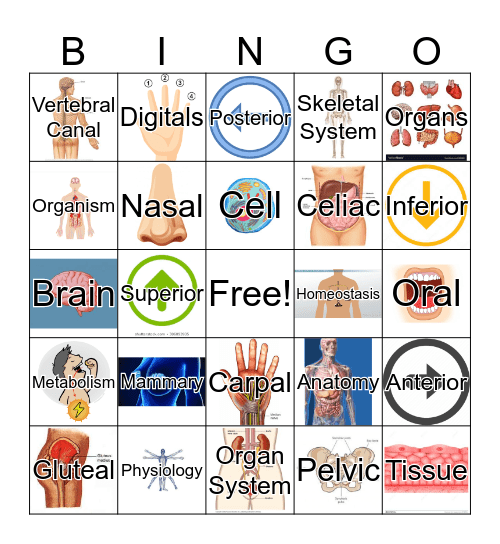 Chapter 1: Intro To Human A&P Bingo Card
