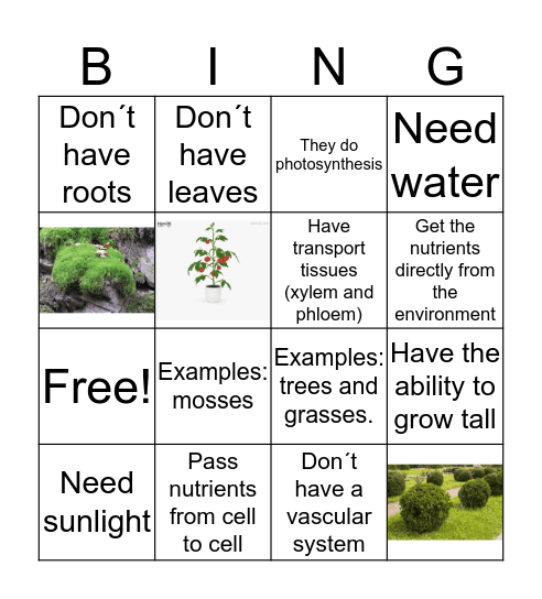 Vascular and Non /Vascular Plants  Bingo Card