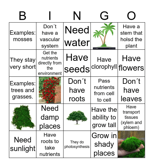 Vascular and Non /Vascular Plants  Bingo Card
