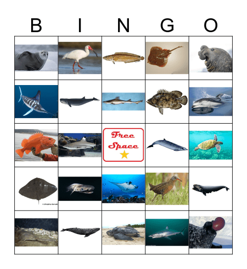 MARINE BIOLOGY - Quiz 3 BINGO! Bingo Card