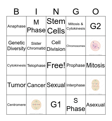 Mitosis Bingo Card