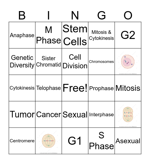 Mitosis Bingo Card