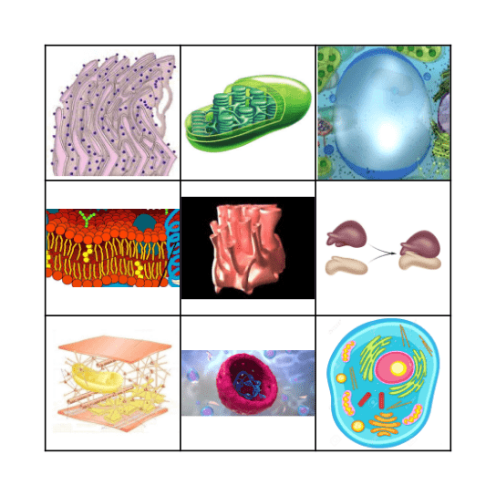 LA CÉLULA Bingo Card